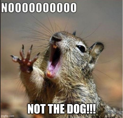 no squirrel | NOT THE DOG!!! | image tagged in no squirrel | made w/ Imgflip meme maker