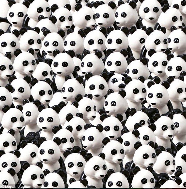 panda bunch Blank Meme Template