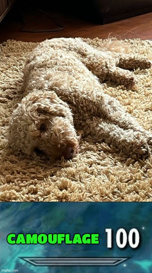 CAMOUFLAGE | image tagged in skyrim 100,camoflauge,dog,rug,funny,memes | made w/ Imgflip meme maker