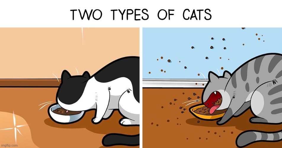 Two types of cats | image tagged in comics,cats,funny,memes,true | made w/ Imgflip meme maker