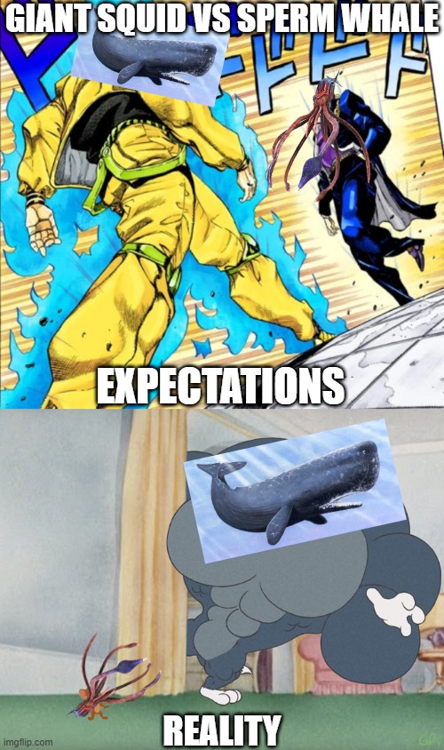 Sperm Whale vs Giant Squid | GIANT SQUID VS SPERM WHALE; EXPECTATIONS; REALITY | image tagged in jojo's walk,buff tom and jerry meme template | made w/ Imgflip meme maker