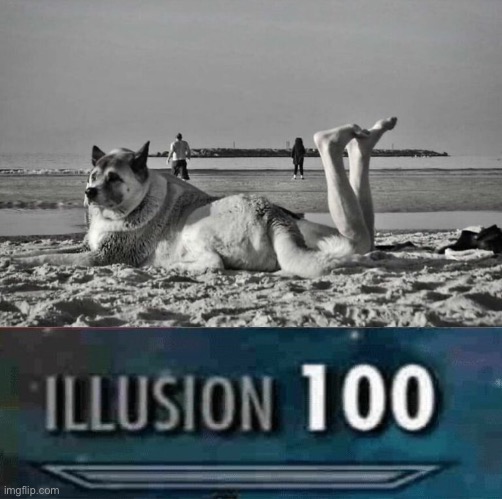 image tagged in wolf,illusion 100,funny,memes | made w/ Imgflip meme maker