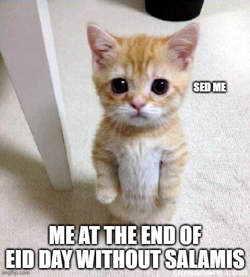 Eid Day without Salamis | SED ME; ME AT THE END OF EID DAY WITHOUT SALAMIS | image tagged in memes,cute cat,eid,eid mubarak,salami | made w/ Imgflip meme maker