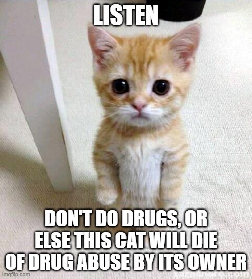 Doing Drugs Hurts Everyone's (DDHE) | LISTEN; DON'T DO DRUGS, OR ELSE THIS CAT WILL DIE OF DRUG ABUSE BY ITS OWNER | image tagged in memes,cute cat,psa,drugs | made w/ Imgflip meme maker