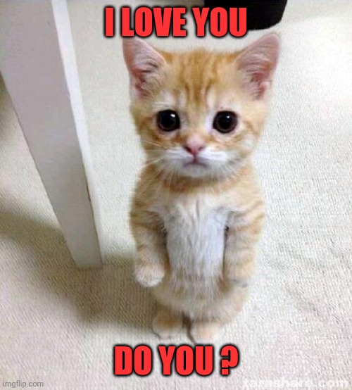 Cute Cat |  I LOVE YOU; DO YOU ? | image tagged in memes,cute cat | made w/ Imgflip meme maker