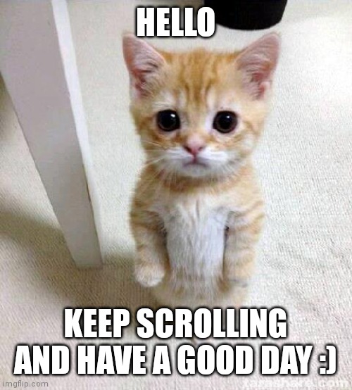 Cute Cat |  HELLO; KEEP SCROLLING AND HAVE A GOOD DAY :) | image tagged in memes,cute cat,cat,hello,cute,fun | made w/ Imgflip meme maker