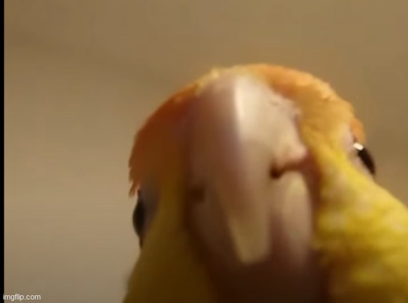 birb | made w/ Imgflip meme maker