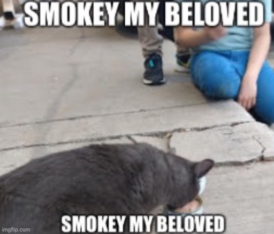 My cat :)) | image tagged in smokey my beloved | made w/ Imgflip meme maker