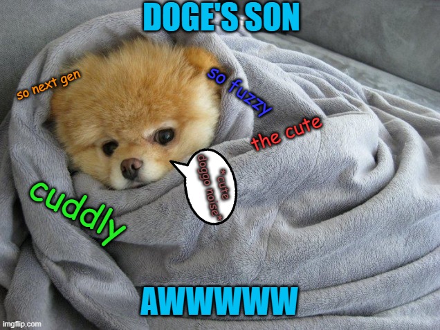 Bundled up Doggo | DOGE'S SON; so next gen; so fuzzy; the cute; *cute doggo noise*; cuddly; AWWWWW | image tagged in bundled up doggo | made w/ Imgflip meme maker