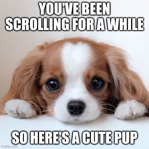Hello | YOU'VE BEEN SCROLLING FOR A WHILE; SO HERE'S A CUTE PUP | image tagged in doggs,dogs | made w/ Imgflip meme maker