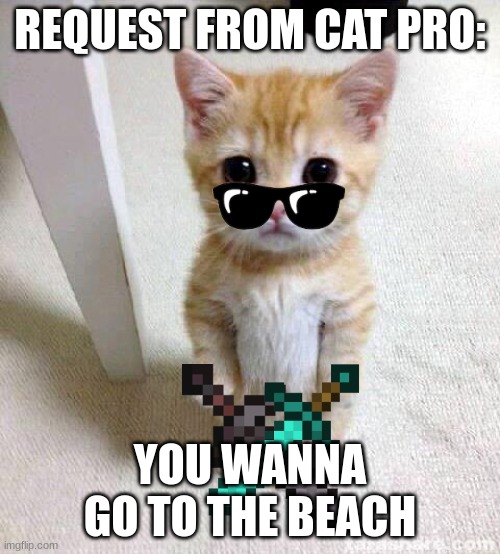 Cute Cat Meme | REQUEST FROM CAT PRO:; YOU WANNA GO TO THE BEACH | image tagged in memes,cute cat | made w/ Imgflip meme maker