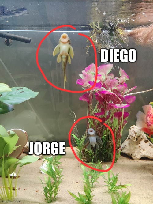 JORGE DIEGO | made w/ Imgflip meme maker