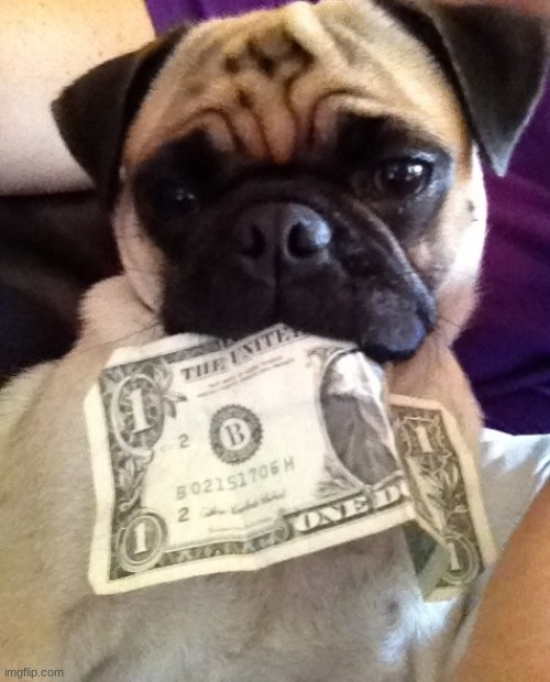 Pug with money | image tagged in pug with money | made w/ Imgflip meme maker