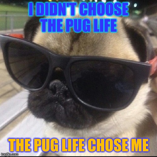 pug life | I DIDN'T CHOOSE THE PUG LIFE; THE PUG LIFE CHOSE ME | image tagged in pug life | made w/ Imgflip meme maker