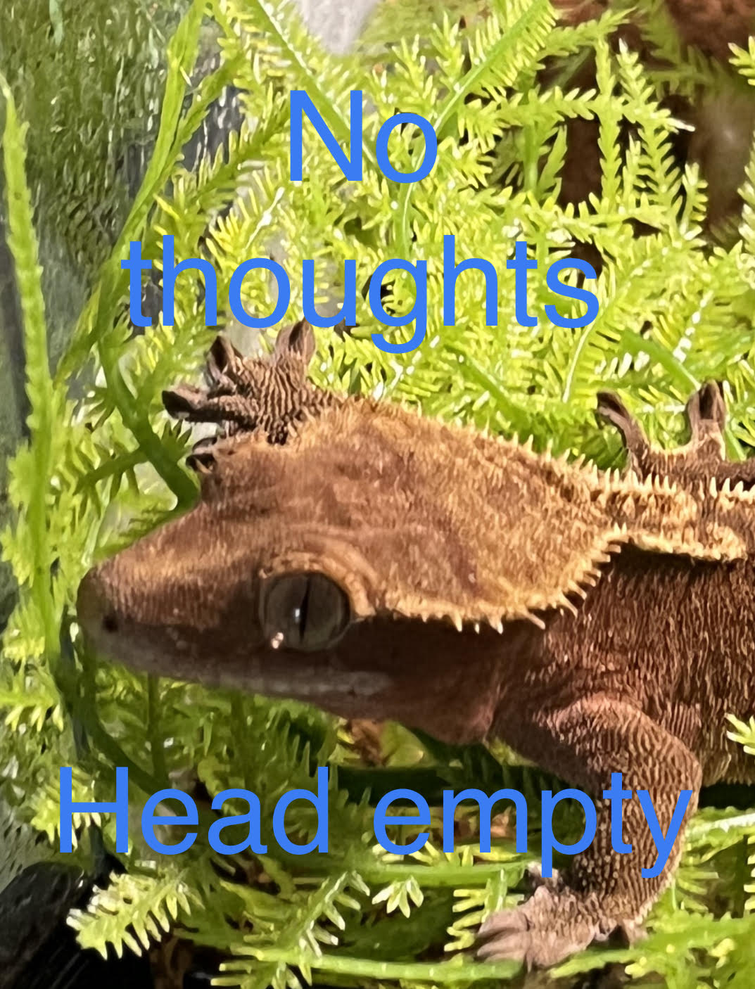 No thoughts, Head empty Blank Meme Template
