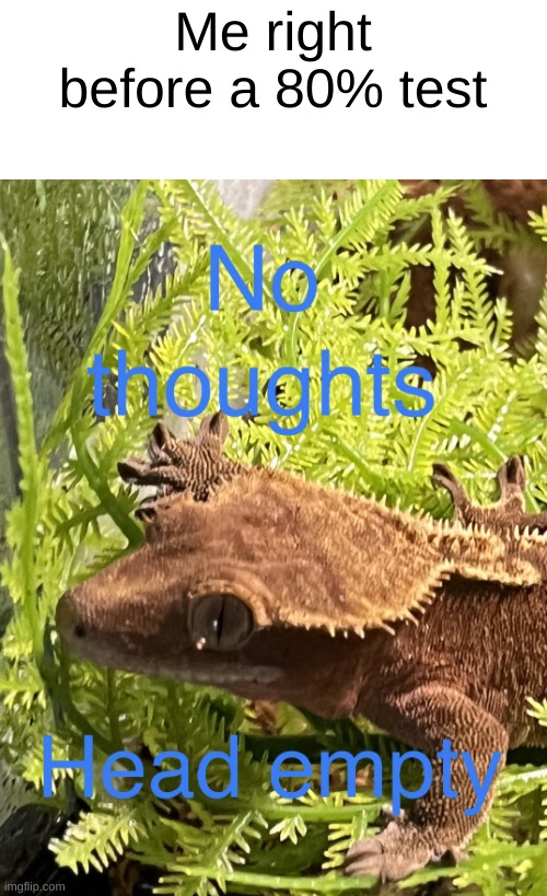 This is my crested gecko | Me right before a 80% test | image tagged in no thoughts head empty,gecko,animals,test,school | made w/ Imgflip meme maker