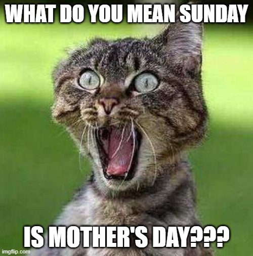 Mother's Day | WHAT DO YOU MEAN SUNDAY; IS MOTHER'S DAY??? | image tagged in shocked cat | made w/ Imgflip meme maker
