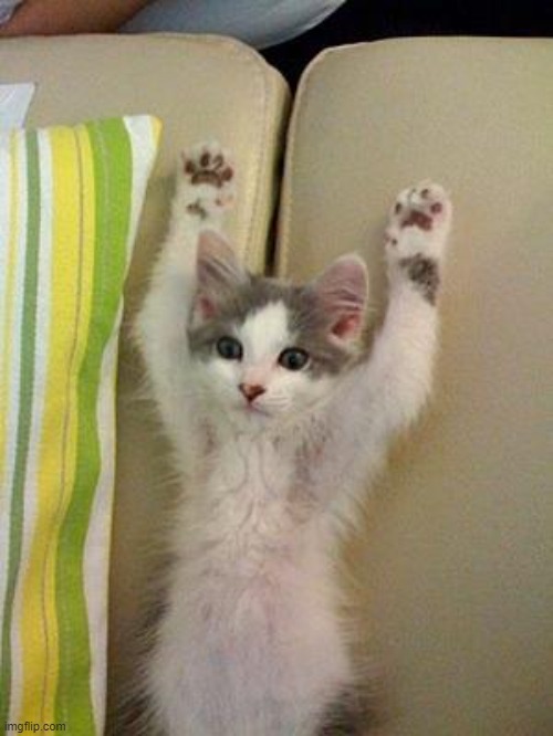 Hands up kitten | image tagged in hands up kitten | made w/ Imgflip meme maker