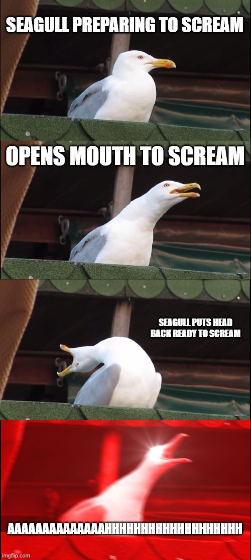 funny seagull meme | SEAGULL PREPARING TO SCREAM; OPENS MOUTH TO SCREAM; SEAGULL PUTS HEAD BACK READY TO SCREAM; AAAAAAAAAAAAAAHHHHHHHHHHHHHHHHHHH | image tagged in memes,inhaling seagull,screaming,aaaaaaaaaaaaaahhhhhhhhhhhh,funny seagull | made w/ Imgflip meme maker