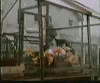 image tagged in gifs | made w/ Imgflip video-to-gif maker