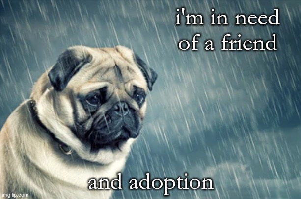 Sad Pug | i'm in need of a friend; and adoption | image tagged in sad pug | made w/ Imgflip meme maker