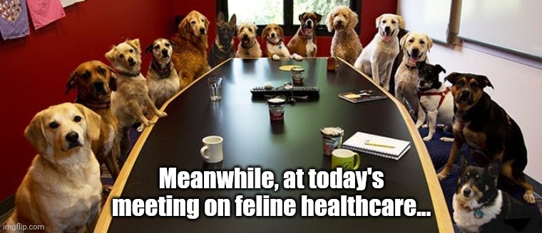 Dogs Meeting re Feline Healthcare |  Meanwhile, at today's meeting on feline healthcare... | image tagged in dogs at conference table,women,abortion,right to life,right to choose,healthcare | made w/ Imgflip meme maker