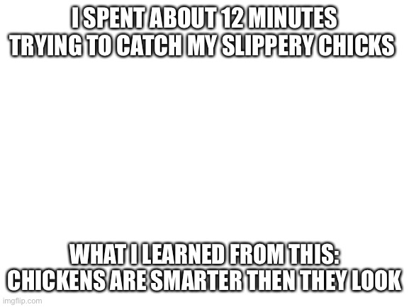 I have been outsmarted countless times by them | I SPENT ABOUT 12 MINUTES TRYING TO CATCH MY SLIPPERY CHICKS; WHAT I LEARNED FROM THIS: CHICKENS ARE SMARTER THEN THEY LOOK | image tagged in blank white template | made w/ Imgflip meme maker