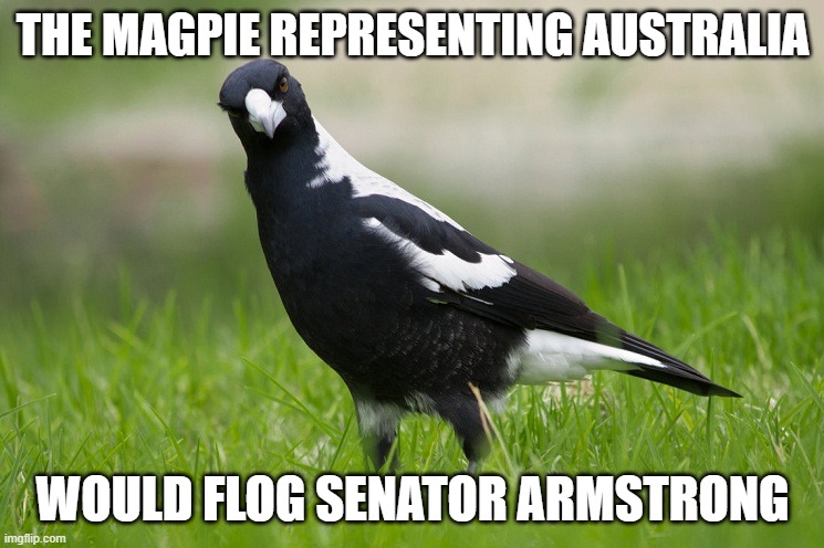The Magpie.... | THE MAGPIE REPRESENTING AUSTRALIA; WOULD FLOG SENATOR ARMSTRONG | image tagged in australian magpie,metal gear,senator,australia,meanwhile in australia,thanos | made w/ Imgflip meme maker