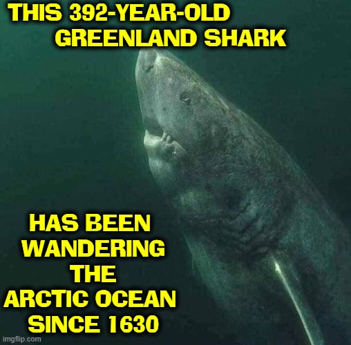 I wonder what he knows that we don't |  THIS 392-YEAR-OLD                
GREENLAND SHARK; HAS BEEN 
WANDERING
THE
ARCTIC OCEAN 
SINCE 1630 | image tagged in vince vance,sharks,memes,shark week,arctic,ocean | made w/ Imgflip meme maker