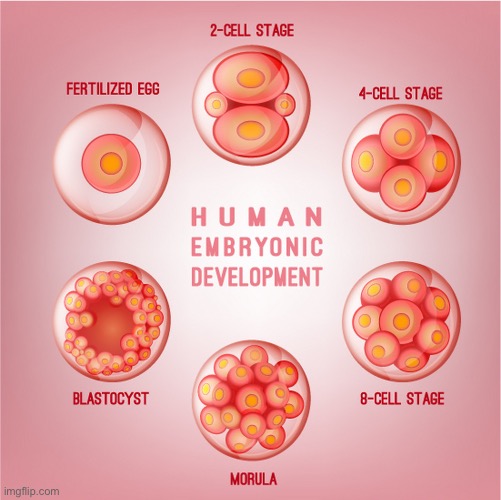 Reproductive Biology lessons from a blastocyst | image tagged in human embryonic development | made w/ Imgflip meme maker