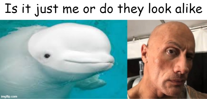 the rock in disguise | Is it just me or do they look alike | image tagged in funny | made w/ Imgflip meme maker