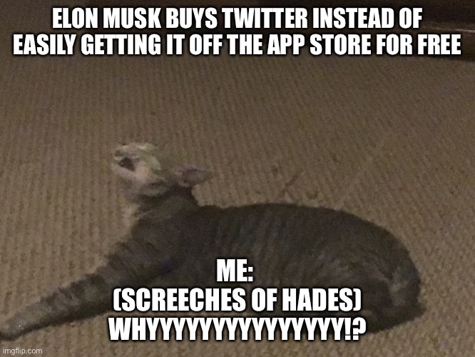 Twitter screech | ELON MUSK BUYS TWITTER INSTEAD OF EASILY GETTING IT OFF THE APP STORE FOR FREE; ME: 
(SCREECHES OF HADES)
WHYYYYYYYYYYYYYYY!? | image tagged in chipotle the screaming kitty,twitter,elon musk | made w/ Imgflip meme maker