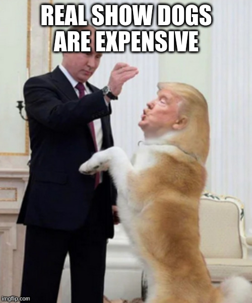 billions in fake loan guarentees | REAL SHOW DOGS ARE EXPENSIVE | image tagged in rumpt,utinp,oggyd | made w/ Imgflip meme maker