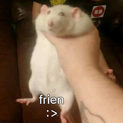 Grabbing a fat rat | frien :> | image tagged in grabbing a fat rat | made w/ Imgflip meme maker