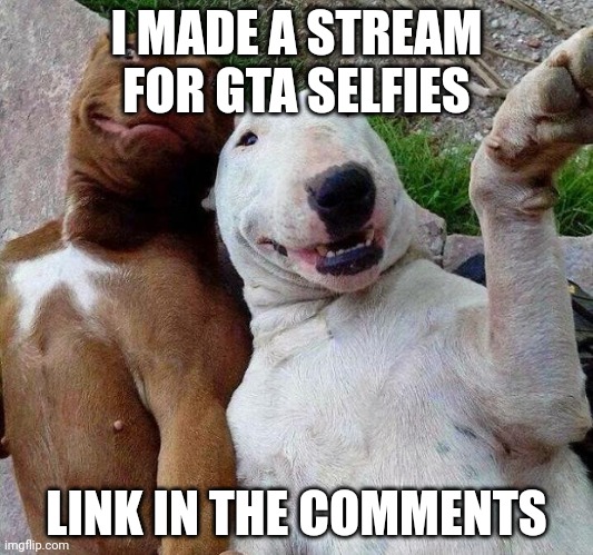 go check | I MADE A STREAM FOR GTA SELFIES; LINK IN THE COMMENTS | image tagged in selfie dogs | made w/ Imgflip meme maker
