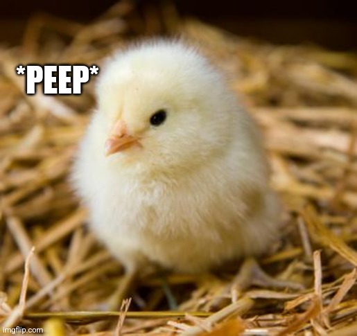 He proudly sings the songs of his people :> | *PEEP* | image tagged in baby chicken,simothefinlandized,wholesome,cute,god bless you | made w/ Imgflip meme maker