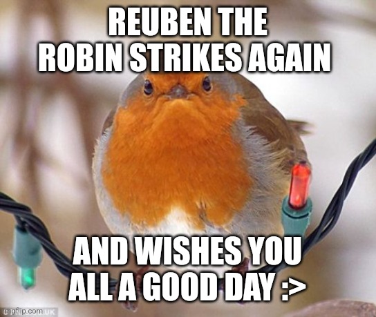 Remember me? :> | REUBEN THE ROBIN STRIKES AGAIN; AND WISHES YOU ALL A GOOD DAY :> | image tagged in memes,bah humbug,reuben the robin,simothefinlandized,wholesome | made w/ Imgflip meme maker