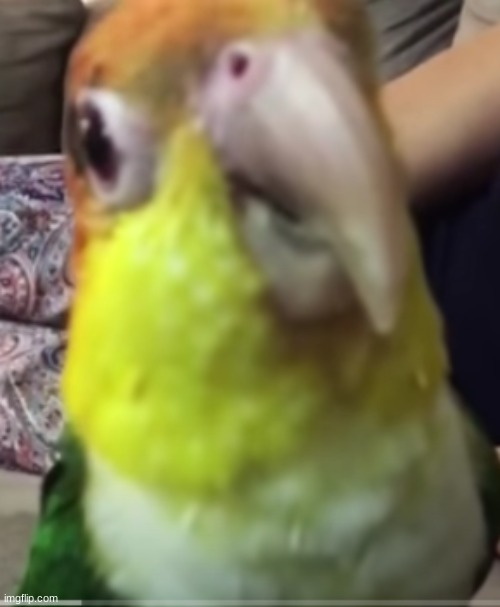 another birb | made w/ Imgflip meme maker