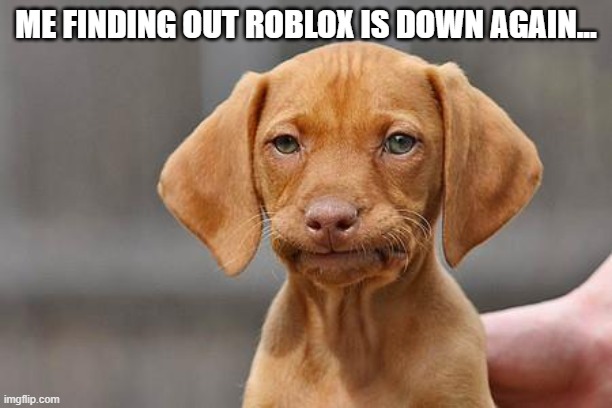 Dissapointed puppy | ME FINDING OUT ROBLOX IS DOWN AGAIN... | image tagged in dissapointed puppy | made w/ Imgflip meme maker