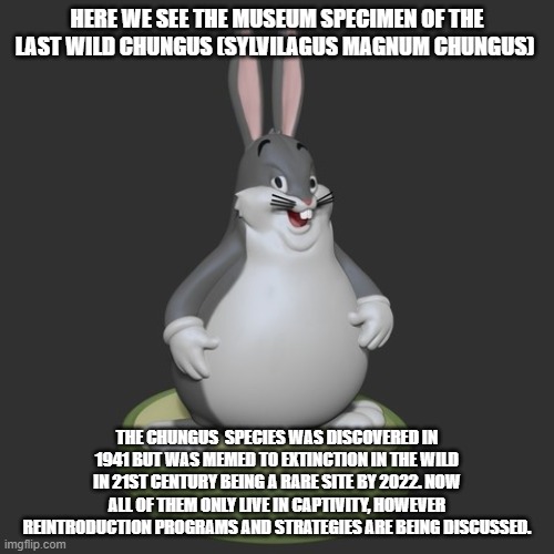 The Wild Chungus |  HERE WE SEE THE MUSEUM SPECIMEN OF THE LAST WILD CHUNGUS (SYLVILAGUS MAGNUM CHUNGUS); THE CHUNGUS  SPECIES WAS DISCOVERED IN 1941 BUT WAS MEMED TO EXTINCTION IN THE WILD IN 21ST CENTURY BEING A RARE SITE BY 2022. NOW ALL OF THEM ONLY LIVE IN CAPTIVITY, HOWEVER REINTRODUCTION PROGRAMS AND STRATEGIES ARE BEING DISCUSSED. | image tagged in big chungus | made w/ Imgflip meme maker
