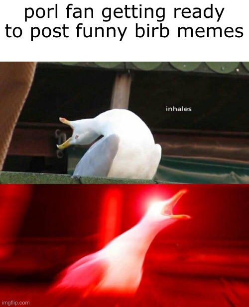 Image Title | porl fan getting ready to post funny birb memes | image tagged in inhaling seagull | made w/ Imgflip meme maker