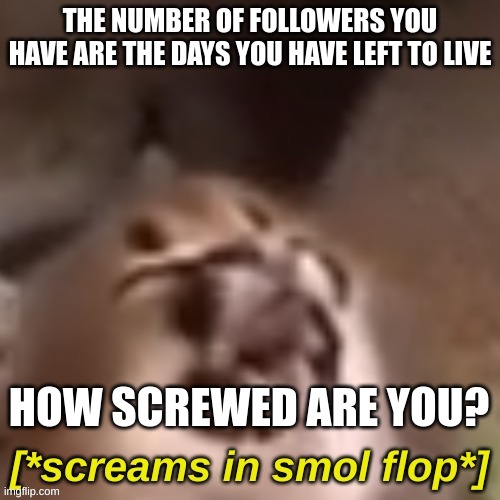 screams in smol flop | THE NUMBER OF FOLLOWERS YOU HAVE ARE THE DAYS YOU HAVE LEFT TO LIVE; HOW SCREWED ARE YOU? | image tagged in screams in smol flop | made w/ Imgflip meme maker