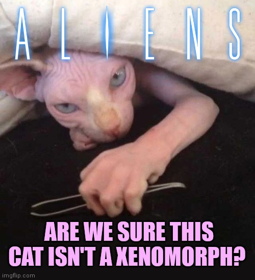 Cute cats |  ARE WE SURE THIS CAT ISN'T A XENOMORPH? | image tagged in cute,cats,meow,aliens | made w/ Imgflip meme maker