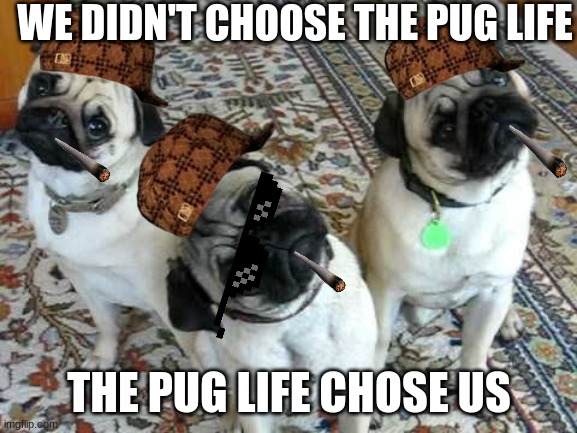 Confused Pug Trio | WE DIDN'T CHOOSE THE PUG LIFE; THE PUG LIFE CHOSE US | image tagged in confused pug trio | made w/ Imgflip meme maker