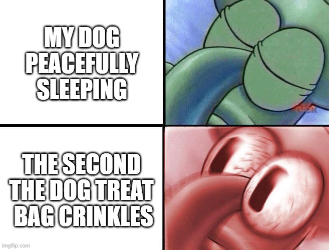 dog treat |  MY DOG PEACEFULLY SLEEPING; THE SECOND THE DOG TREAT
 BAG CRINKLES | image tagged in sleeping squidward,dog memes | made w/ Imgflip meme maker