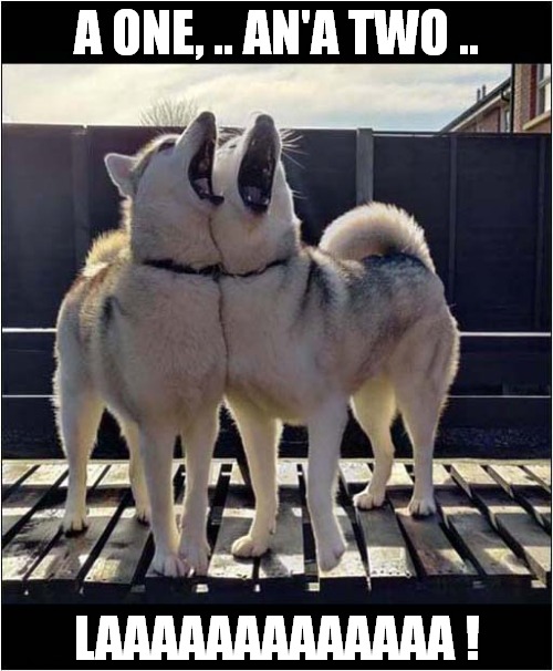 A Howling Duet ! | A ONE, .. AN'A TWO .. LAAAAAAAAAAAAA ! | image tagged in dogs,howling,duet,harmony | made w/ Imgflip meme maker