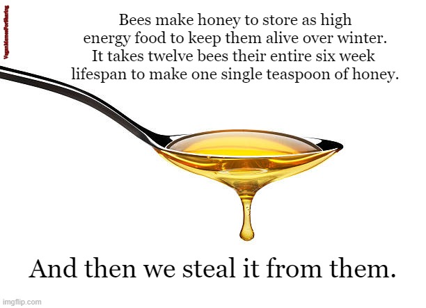 Honey |  VeganMemesForSharing; Bees make honey to store as high energy food to keep them alive over winter.
It takes twelve bees their entire six week 
lifespan to make one single teaspoon of honey. And then we steal it from them. | image tagged in vegan,honey,bees,worker bees,nectar,hive | made w/ Imgflip meme maker