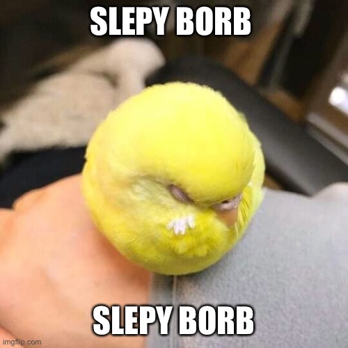 Borb | SLEPY BORB; SLEPY BORB | image tagged in tennis ball birb | made w/ Imgflip meme maker