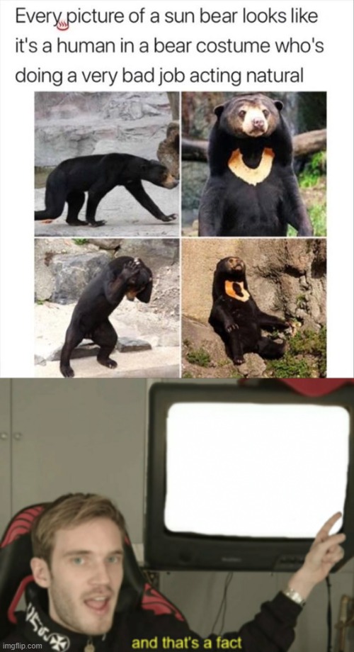 Sun Bears | image tagged in and that's a fact,bears,true | made w/ Imgflip meme maker