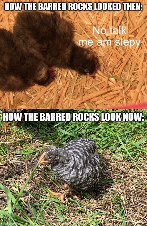 I’m sad that they’re not tiny black fluff balls anymore :( | HOW THE BARRED ROCKS LOOKED THEN:; HOW THE BARRED ROCKS LOOK NOW: | image tagged in chick no talk me am slepy | made w/ Imgflip meme maker